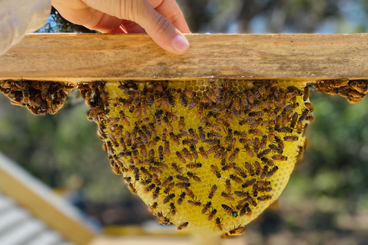 Apiary Tour with Sister Creek Hives — Saturday, June 20